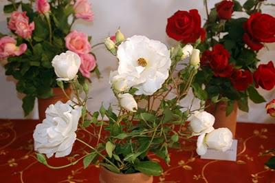 Roses a la tardor: Un día para recordar. Roses a la tardor: Un día para recordar.