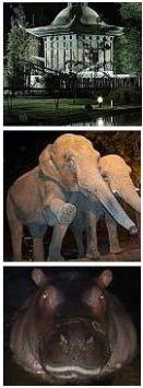 Fotos del sitio web del zoo. El zoo de noche