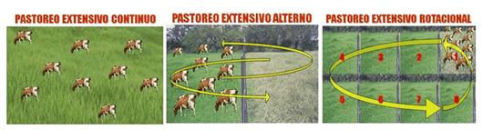 Pastoreo Racional Voisin - Blog Ganadero ¿Cómo aforar un potrero?
