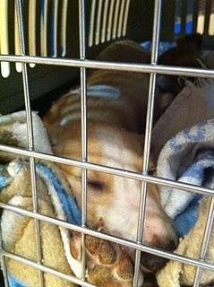 URGENTE, AYUDA POR FAVOR CINCO CACHORROS DE GALGUITO INGRESADOS CON PARVO...(MADRID) URGENTE, AYUDA POR FAVOR CINCO CACHORROS DE GALGUITO INGRESADOS CON PARVO...(MADRID)