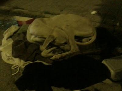 GALGO JUNTO CONTENEDORES DE BASURA...SE MUERE. (SEVILLA) GALGO JUNTO CONTENEDORES DE BASURA...SE MUERE. (SEVILLA)