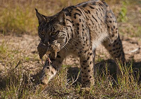 El lince como especie paraguas El lince como especie paraguas