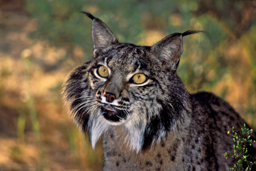 El lince como especie paraguas El lince como especie paraguas