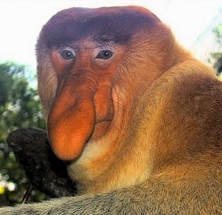 El último grito del orangután
