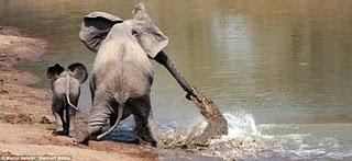 Elefante atacado por cocodrilo
