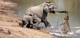 Elefante atacado por cocodrilo