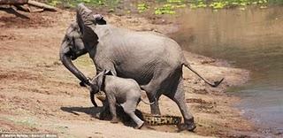 Elefante atacado por cocodrilo