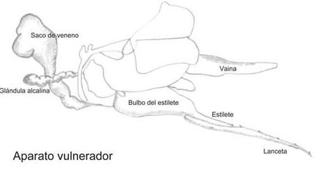 SISTEMA GLANDULAR DE LAS ABEJAS - SYSTEM GLANDS OF BEES (Span and Eng).