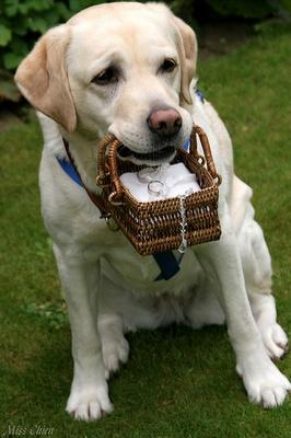 Tu mascota puede llevar los anillos el día de tu boda - Foto: Miss Clien Tu mascota puede llevar los anillos el día de tu boda - Foto: Miss Clien