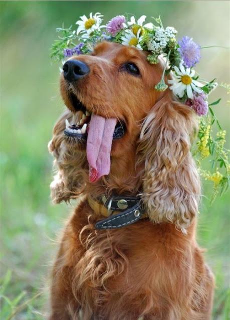 Tu mascota puede participar el día de tu boda en el enlace - Foto: Pinterest Tu mascota puede participar el día de tu boda en el enlace - Foto: Pinterest
