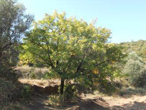 SORBUS DOMESTICA - 092011 - 48