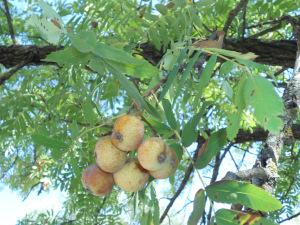 SORBUS DOMESTICA - 092011 - 47