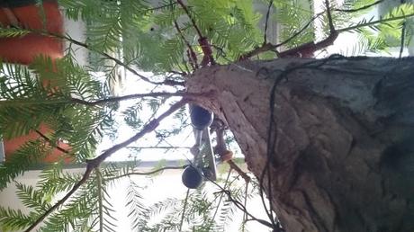 Cipres de los pantanos :seleccionando ramas Cipres de los pantanos :seleccionando ramas