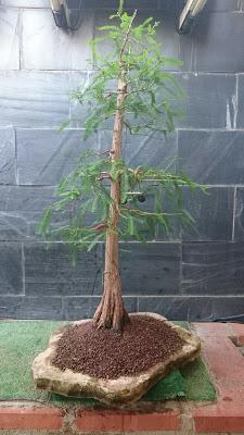 Cipres de los pantanos :seleccionando ramas Cipres de los pantanos :seleccionando ramas