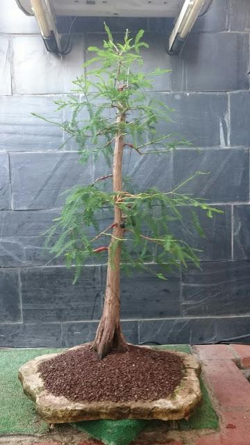 Cipres de los pantanos :seleccionando ramas Cipres de los pantanos :seleccionando ramas