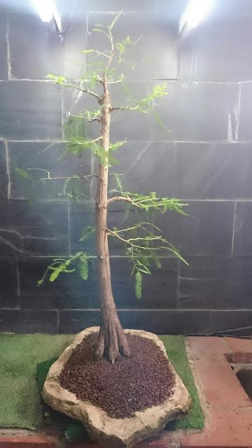 Cipres de los pantanos :seleccionando ramas Cipres de los pantanos :seleccionando ramas