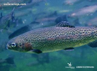 Pesca de trucha en el Valle del Jerte Pesca de trucha en el Valle del Jerte