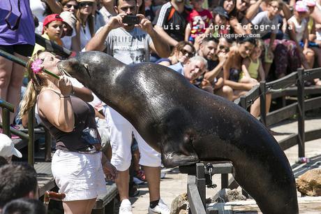 Cabárceno: Espectáculo de Leones Marinos