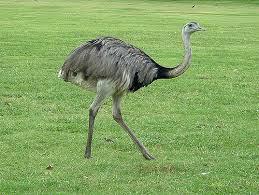 Con la Ñ de Ñandu imagen de internet