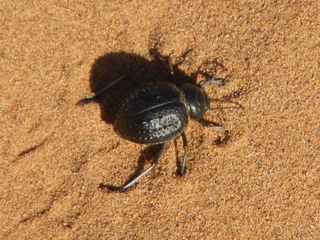 Escarabajo negro en desierto del Sahara (Marruecos)