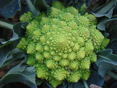 ENTRAMOS EN ÉPOCA DE SIEMBRA DE BROCOLI, COLIFLOR, COLES, ETC )