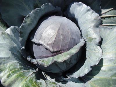 ENTRAMOS EN ÉPOCA DE SIEMBRA DE BROCOLI, COLIFLOR, COLES, ETC )