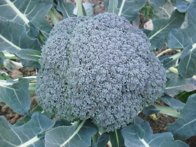 ENTRAMOS EN ÉPOCA DE SIEMBRA DE BROCOLI, COLIFLOR, COLES, ETC )