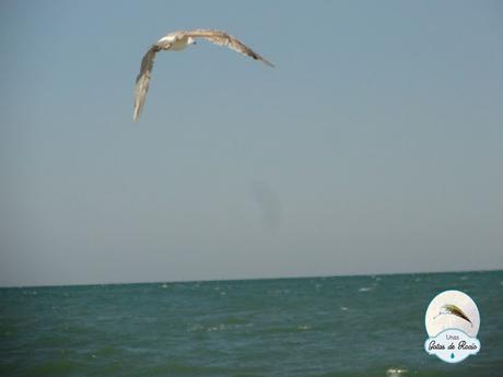 La funda de tu sombrilla: ¡que no dé penita verla! La funda de tu sombrilla: ¡que no dé penita verla!