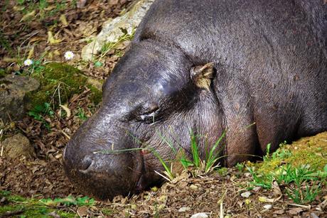 La Fauna de Cabárceno