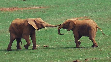 La Fauna de Cabárceno