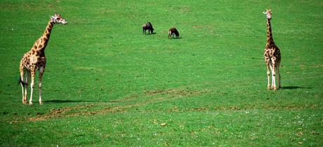 La Fauna de Cabárceno