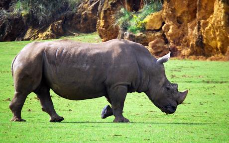 La Fauna de Cabárceno