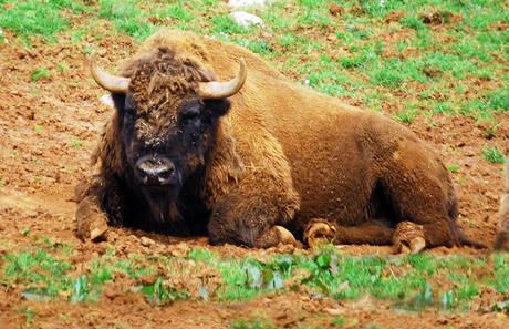 La Fauna de Cabárceno