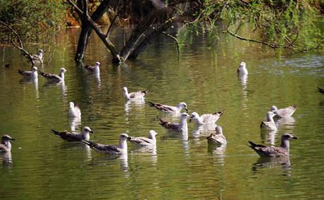 La Fauna de Cabárceno