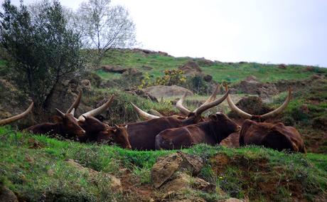 La Fauna de Cabárceno