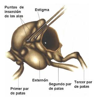 ANATOMÍA EXTERNA DE LA ABEJA - EXTERNAL ANATOMY OF THE BEE.