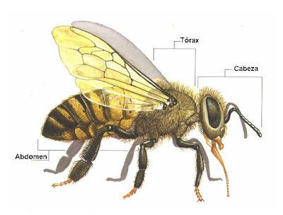 ANATOMÍA EXTERNA DE LA ABEJA - EXTERNAL ANATOMY OF THE BEE.