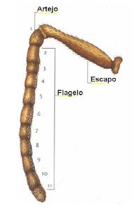 ANATOMÍA EXTERNA DE LA ABEJA - EXTERNAL ANATOMY OF THE BEE.