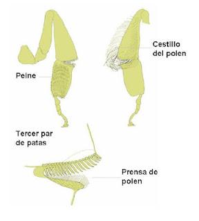 ANATOMÍA EXTERNA DE LA ABEJA - EXTERNAL ANATOMY OF THE BEE.