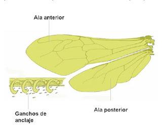 ANATOMÍA EXTERNA DE LA ABEJA - EXTERNAL ANATOMY OF THE BEE.