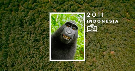 Los animales fotógrafos Los animales fotógrafos