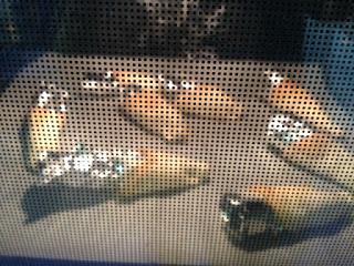 MINI CUCURUCHOS DE PIÑA , GAMBAS Y SALSA ROSA MINI CUCURUCHOS DE PIÑA , GAMBAS Y SALSA ROSA