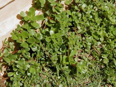 verdolaga y sus propiedades verdolaga y sus propiedades