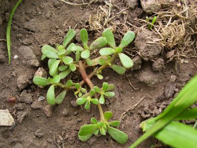 beneficios verdolaga beneficios verdolaga