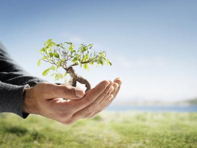 Planta un árbol