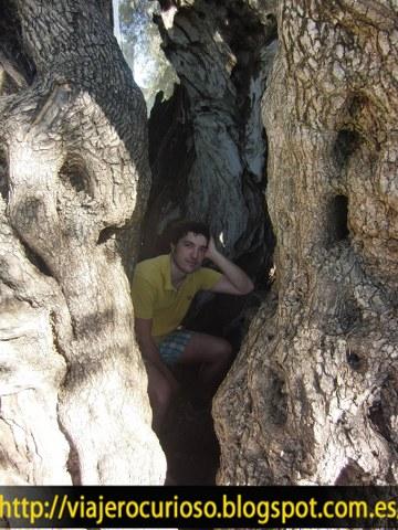 El ser vivo más viejo de Portugal (más de 2.000 años) El ser vivo más viejo de Portugal (más de 2.000 años)