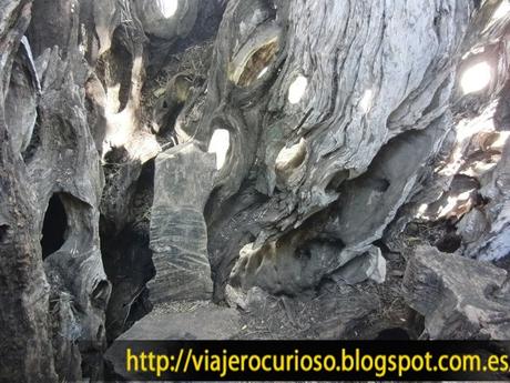 El ser vivo más viejo de Portugal (más de 2.000 años) El ser vivo más viejo de Portugal (más de 2.000 años)