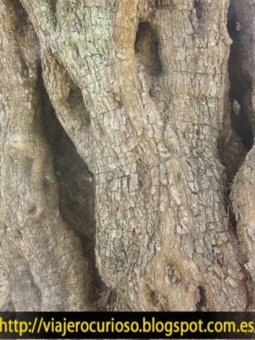 El ser vivo más viejo de Portugal (más de 2.000 años) El ser vivo más viejo de Portugal (más de 2.000 años)