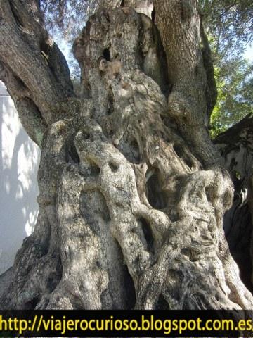 El ser vivo más viejo de Portugal (más de 2.000 años) El ser vivo más viejo de Portugal (más de 2.000 años)