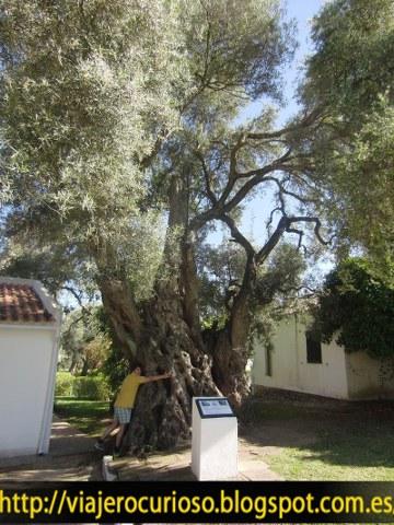 El ser vivo más viejo de Portugal (más de 2.000 años) El ser vivo más viejo de Portugal (más de 2.000 años)